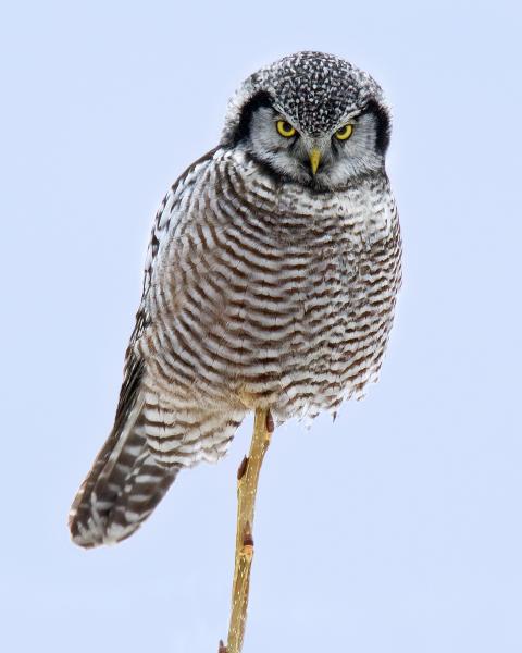 8 x 10 Northern hawk owl picture