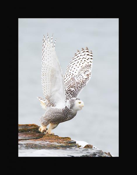 Snowy owl