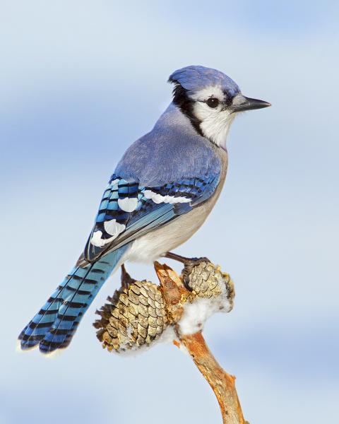 8 x10 Blue Jay picture