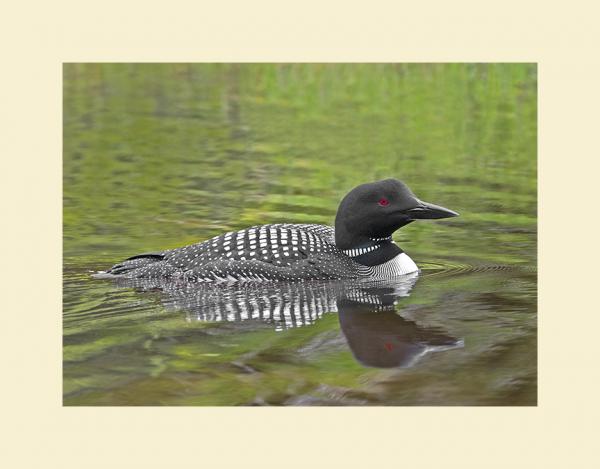 Common loon picture