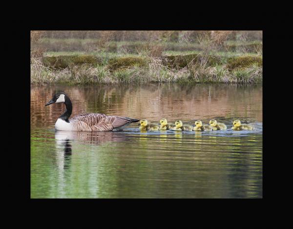 Canada goose family