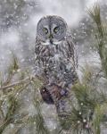 8 x 10 Great gray owl in the snow