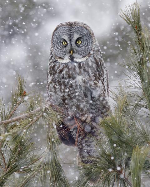 8 x 10 Great gray owl in the snow