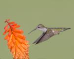 8 x 10 Ruby throated hummingbird