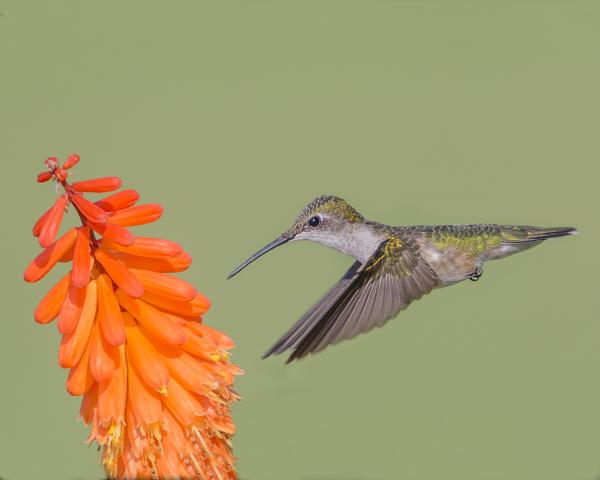 8 x 10 Ruby throated hummingbird picture