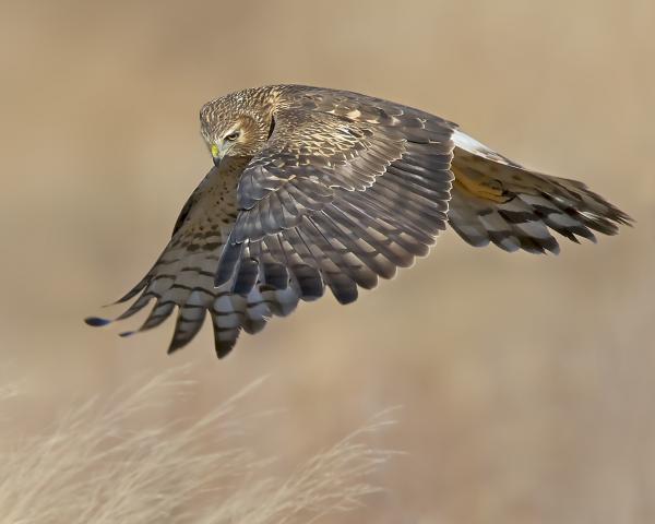 8 x 10 Northern harrier