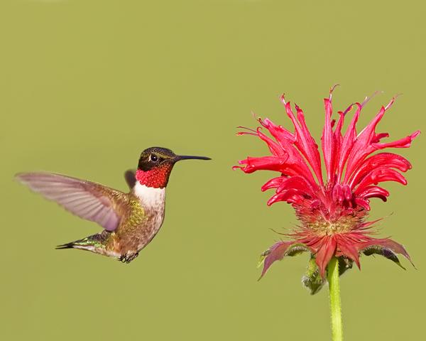 8 x 10 Ruby throated hummingbird
