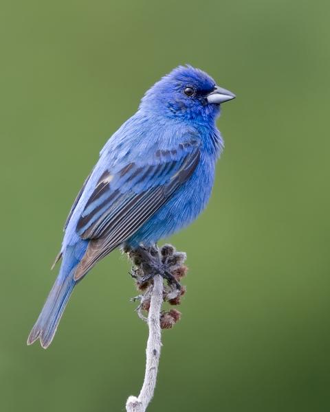 8 x 10 Indigo Bunting