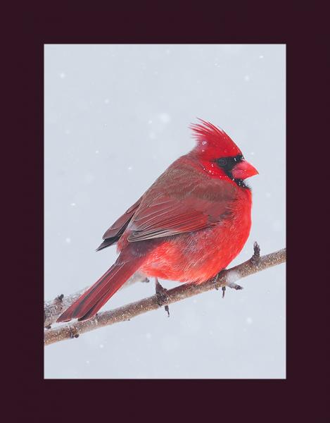 Northern cardinal picture