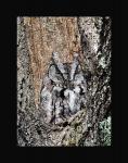 Eastern screech owl