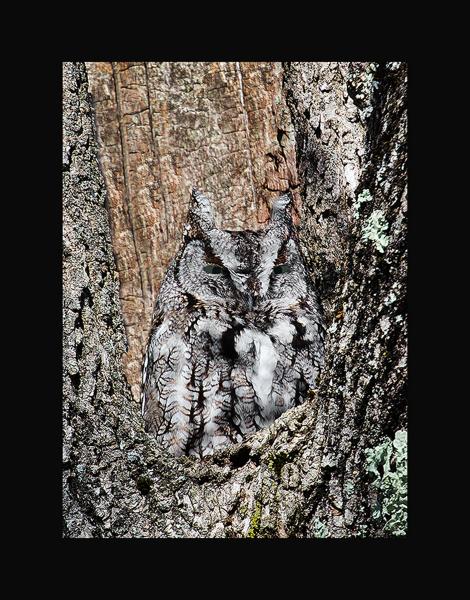 Eastern screech owl picture