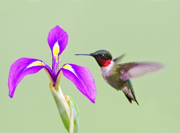 8 x 10 Ruby throated hummingbird and Iris