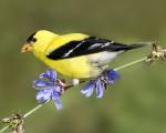 8 x10 American goldfinch on chicory