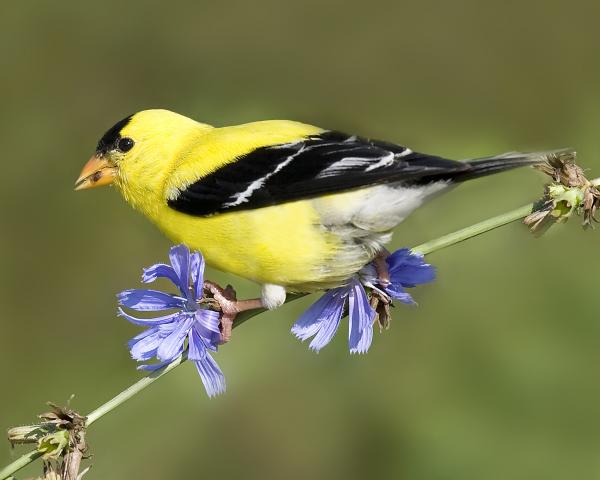 8 x10 American goldfinch on chicory picture