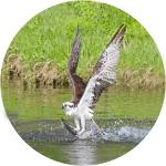 Osprey fishing