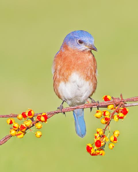 8 x 10 Eastern bluebird on bittersweet picture