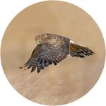 Northern harrier