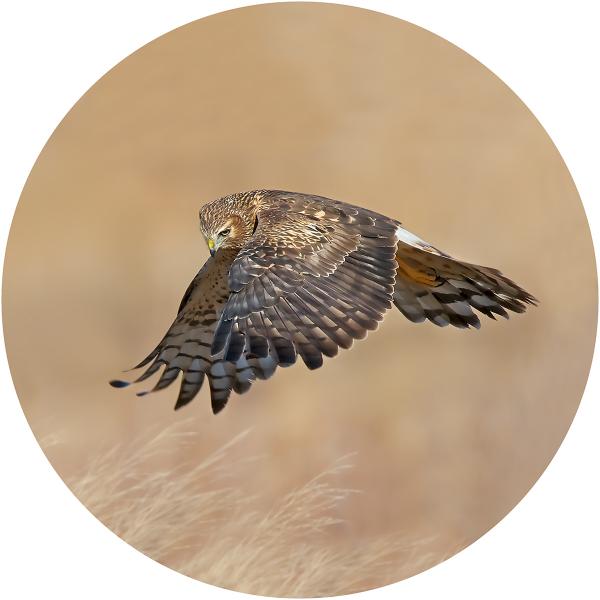 Northern harrier picture