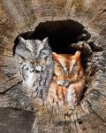 8 x 10 Eastern screech owl pair