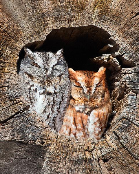 8 x 10 Eastern screech owl pair