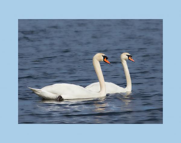 Mute swans picture