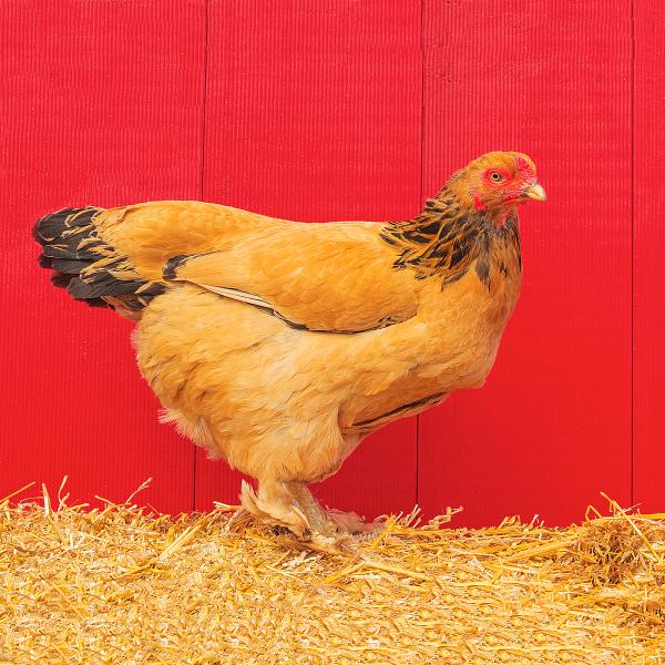 Cinnamon chicken printed on a trivet