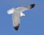 8 x 10 Ring billed gull