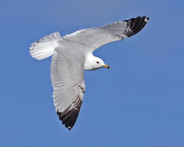 8 x 10 Ring billed gull