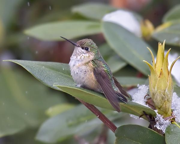 8 x 10 Calliope hummingbird