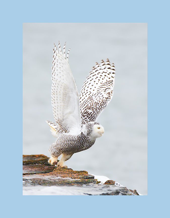 Snowy owl picture