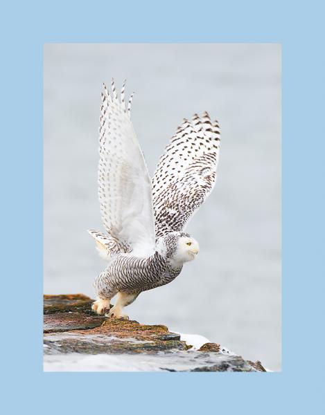 Snowy owl picture