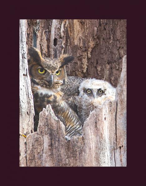 Great horned owl with chick picture