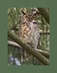 Great horned owl