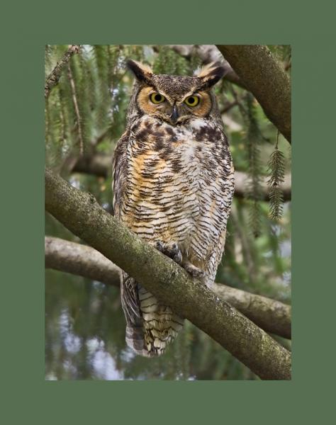 Great horned owl picture