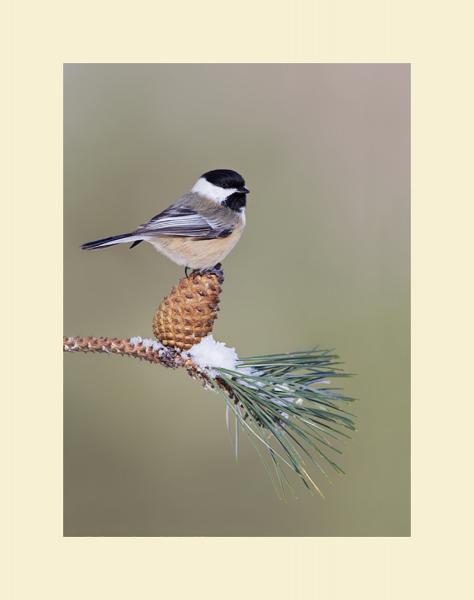 Black capped chickadee picture