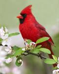 8 x 10 Northern cardinal on flowers