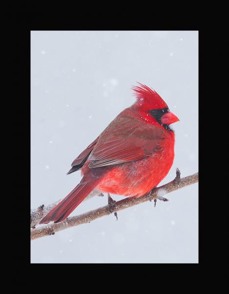 Northern cardinal