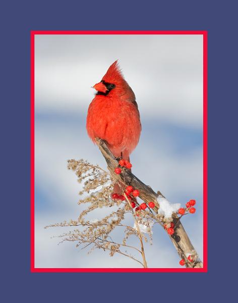 Northern cardinal in winter