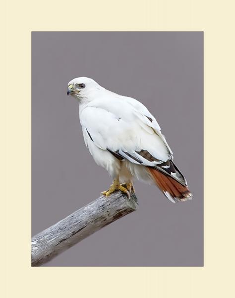 Red tailed hawk Leucistic picture