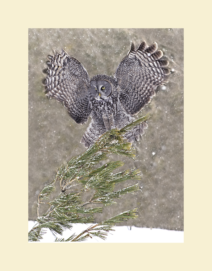 Great gray owl picture