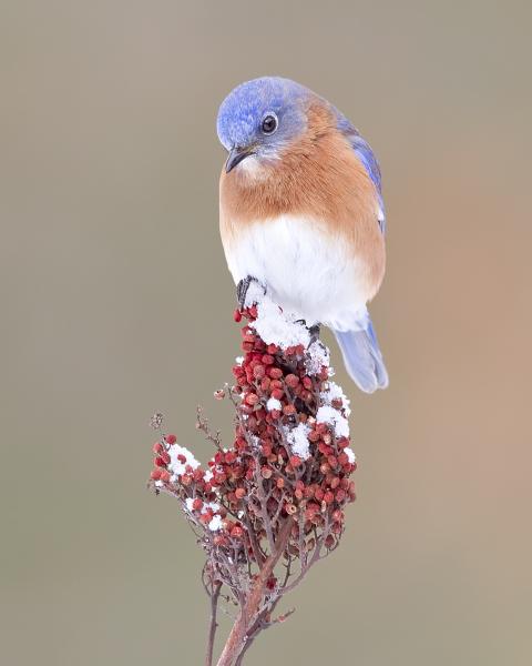 8 x 10 Eastern bluebird on sumac picture