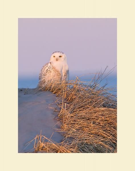 Snowy owl at sunset picture