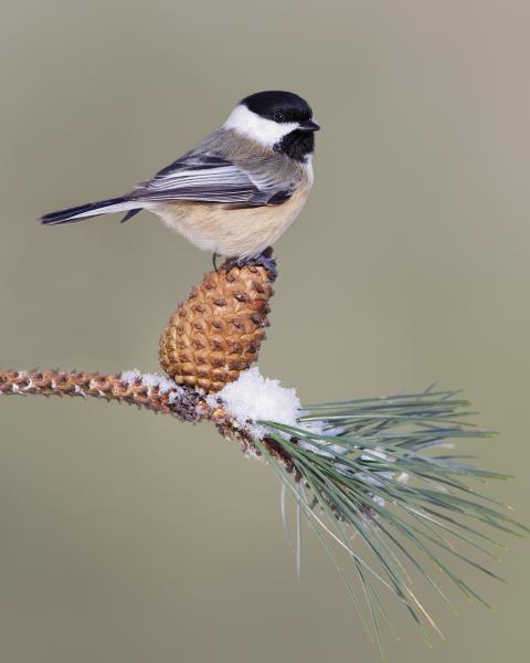 8 x 10 Chickadee on pine cone