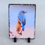 Eastern bluebird printed on slate