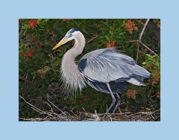 Great blue heron picture