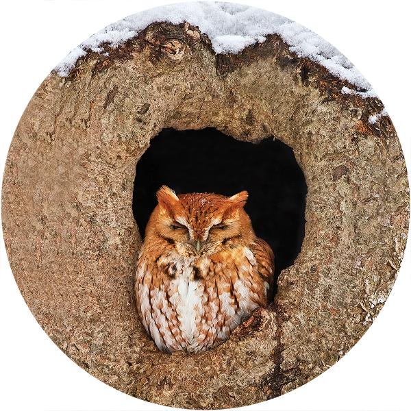 Eastern screech owl