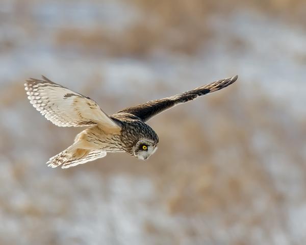 8 x10 Short eared owl flying picture