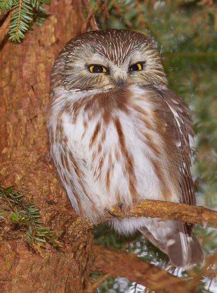 8 x 10 Sawhet owl