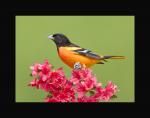 Baltimore oriole