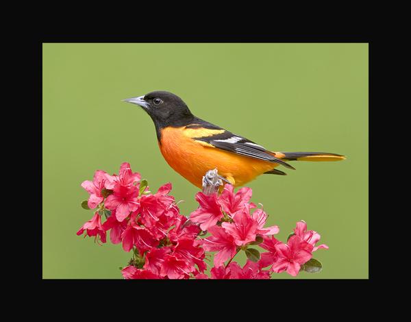 Baltimore oriole